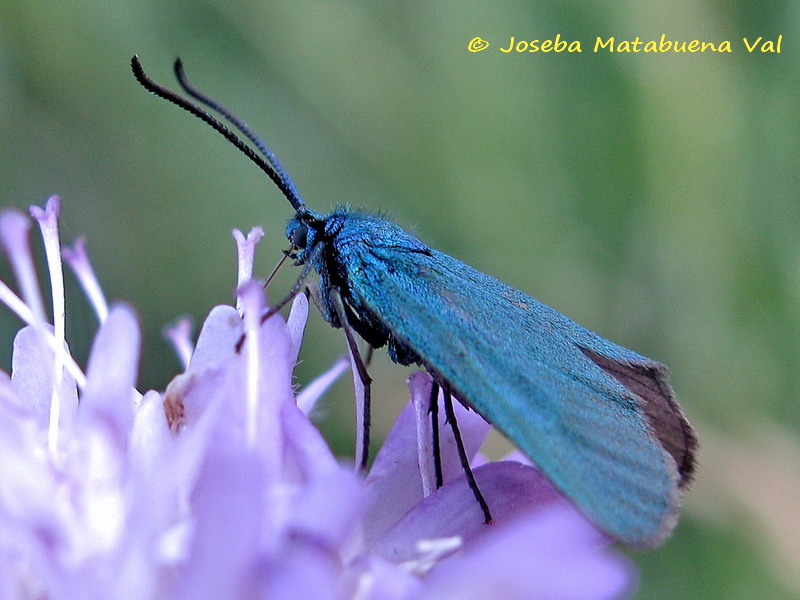 Jordanita sp. o Adscita sp. - Zygaenidae